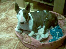XENNA